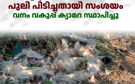 വണ്ടിപ്പെരിയാര്‍ വാളാര്‍ഡിയില്‍ ആടുകള്‍ ചത്തനിലയില്‍ : പുലി പിടിച്ചതായി സംശയം: വനം വകുപ്പ് ക്യാമറ സ്ഥാപിച്ചു