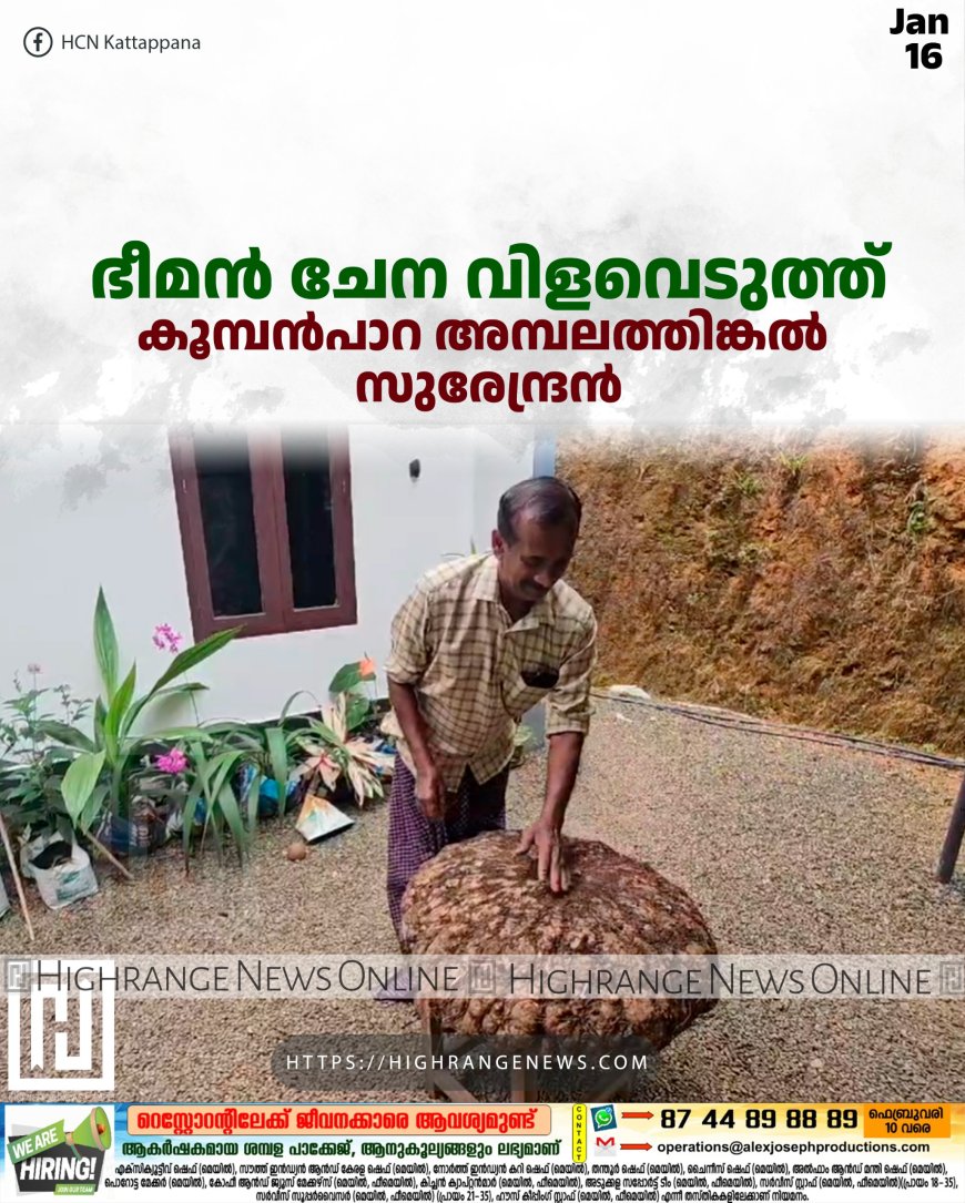 ഭീമന് ചേന വിളവെടുത്ത് കൂമ്പന്പാറ അമ്പലത്തിങ്കല് സുരേന്ദ്രന്