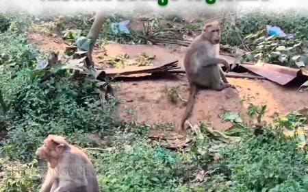 മറയൂര്‍ മേഖലയില്‍ വാനരശല്യം രൂക്ഷം 