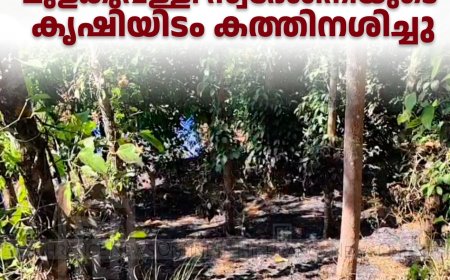 ഫയര്‍ലൈന്‍ തെളിക്കാന്‍ വനപാലകര്‍ തീയിട്ടു: മുളകുവള്ളി സ്വദേശിനിയുടെ കൃഷിയിടം കത്തിനശിച്ചു