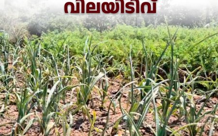 മറയൂര്‍, വട്ടവട മേഖലകളില്‍ വെളുത്തുള്ളി വിളവെടുപ്പ് കാലം: കര്‍ഷകരുടെ പ്രതീക്ഷ തകര്‍ത്ത് വിലയിടിവ്