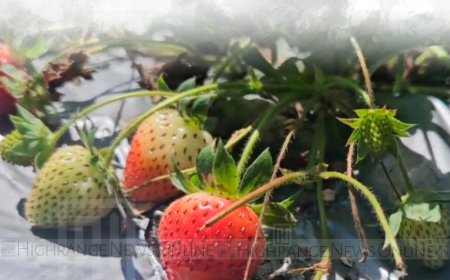  കാന്തല്ലൂരില്‍ സ്‌ട്രോബെറി  വിളവെടുപ്പ് കാലം 