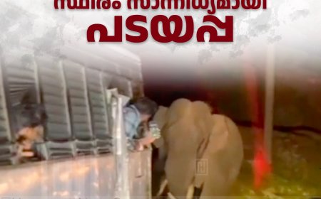 മൂന്നാര്‍ ഉടുമല്‍പേട്ട അന്തര്‍സംസ്ഥാന പാതയില്‍ സ്ഥിരം സാന്നിധ്യമായി പടയപ്പ