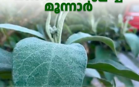 മഞ്ഞില്‍ കുളിച്ച് മൂന്നാര്‍ 