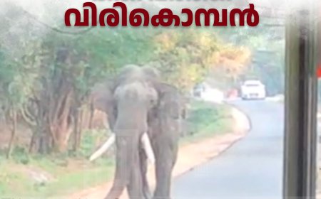 മറയൂര്‍-ചിന്നാര്‍ റോഡില്‍ ഭീതി പരത്തി വിരികൊമ്പന്‍