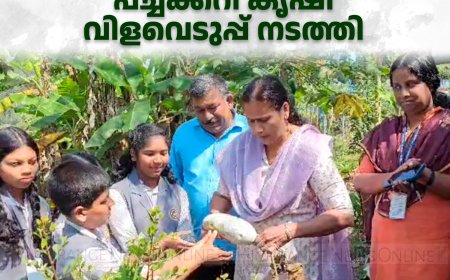  കൊച്ചറ എകെഎം യു പി സ്‌കൂളില്‍ പച്ചക്കറി കൃഷി വിളവെടുപ്പ് നടത്തി 
