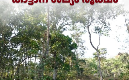 പഴമ്പള്ളിച്ചാല്‍ മേഖലയില്‍ കാട്ടാന ശല്യം രൂക്ഷം