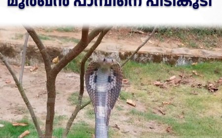  കട്ടപ്പന കടമാക്കുഴിയില്‍ പുരയിടത്തില്‍ നിന്ന് മൂര്‍ഖന്‍ പാമ്പിനെ പിടികൂടി 
