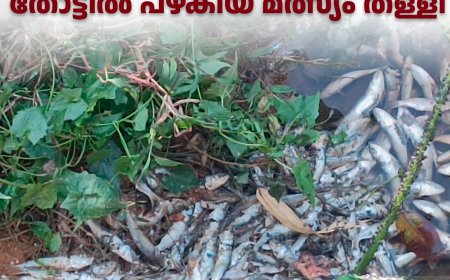 പരുന്തുംപാറയ്ക്ക് സമീപം തോട്ടില്‍ പഴകിയ മത്സ്യം തള്ളി