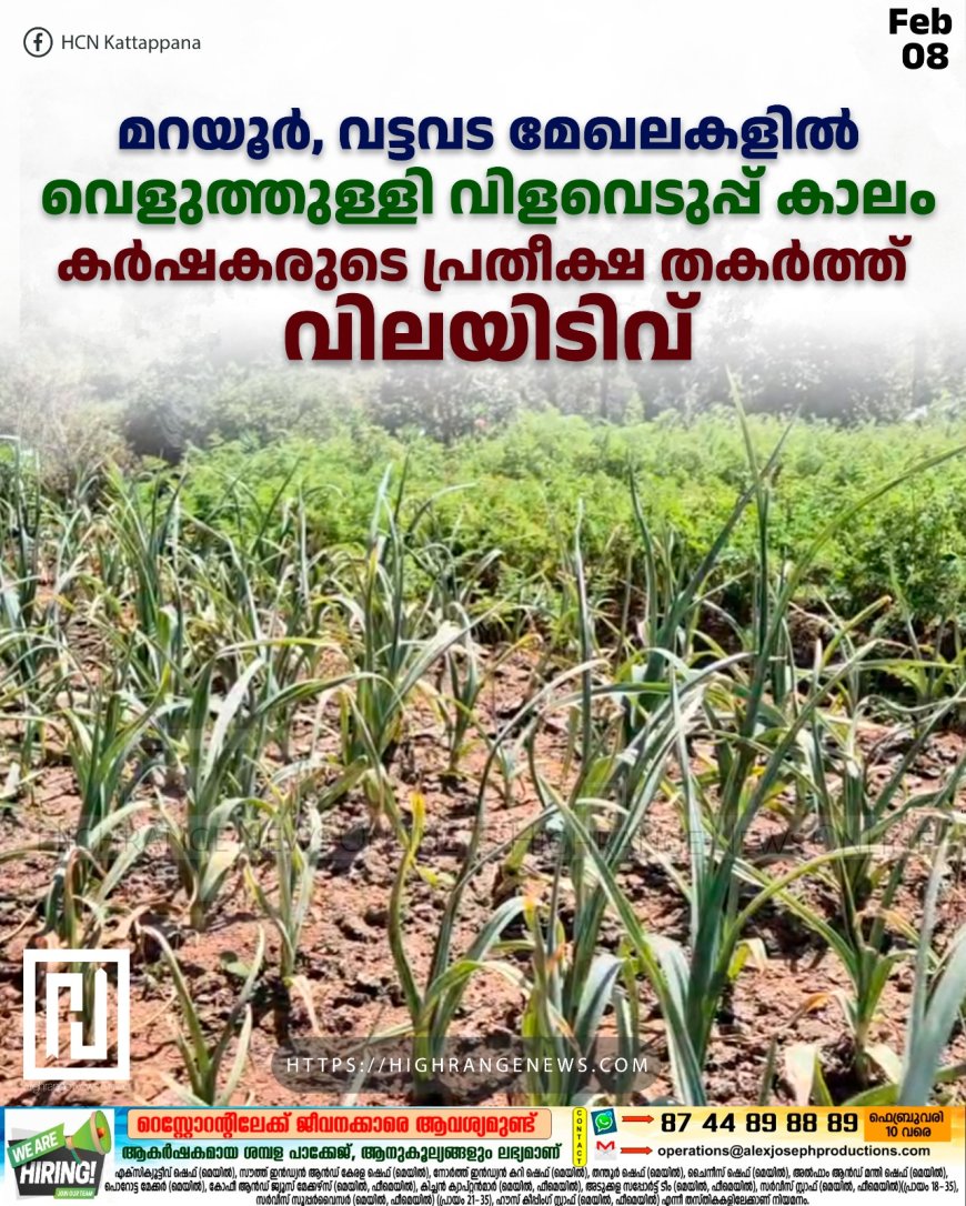 മറയൂര്‍, വട്ടവട മേഖലകളില്‍ വെളുത്തുള്ളി വിളവെടുപ്പ് കാലം: കര്‍ഷകരുടെ പ്രതീക്ഷ തകര്‍ത്ത് വിലയിടിവ്
