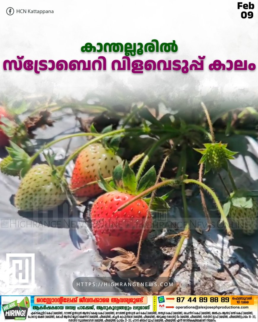 കാന്തല്ലൂരില് സ്ട്രോബെറി വിളവെടുപ്പ് കാലം