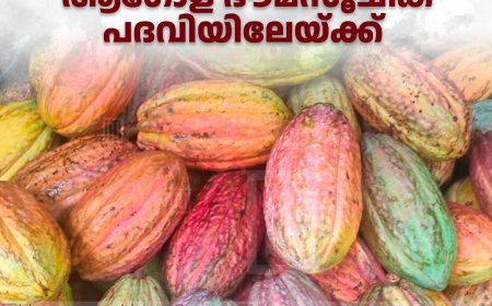 മങ്കുവ കൊക്കോ ആഗോള ഭൗമസൂചിക പദവിയിലേയ്ക്ക് 