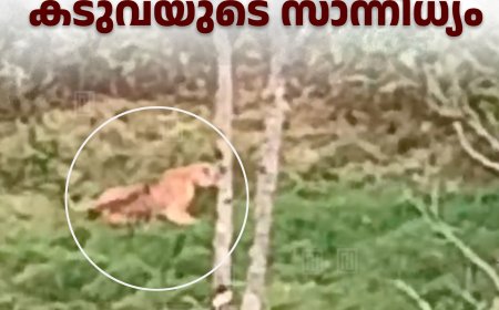 വണ്ടിപ്പെരിയാര്‍ ഗ്രാമ്പി ജനവാസമേഖലയില്‍ കടുവയുടെ സാന്നിധ്യം 