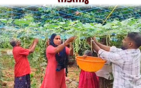 കഞ്ഞിക്കുഴി തള്ളക്കാനം ആത്മപ്രദര്‍ശന തോട്ടത്തില്‍ വിളവെടുപ്പ് ഉത്സവം നടന്നു