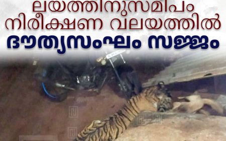 കടുവ ലയത്തിനുസമീപം നിരീക്ഷണ വലയത്തില്‍: ദൗത്യസംഘം സജ്ജം