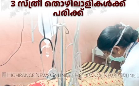  ഗവിയിലെ കെഎഫ്ഡിസി ഏലത്തോട്ടത്തില്‍ കടന്നല്‍ ആക്രമണം: 3 സ്ത്രീ തൊഴിലാളികള്‍ക്ക് പരിക്ക് 