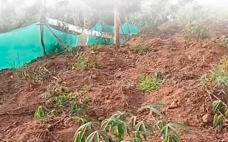  ഇടിഞ്ഞമലയില്‍ കാട്ടുപന്നി കൂട്ടം കപ്പ കൃഷി നശിപ്പിച്ചതായി പരാതി 