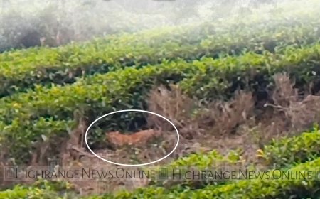 വണ്ടിപ്പെരിയാര്‍  വാളാര്‍ഡിയില്‍ പുലി ഇറങ്ങി 