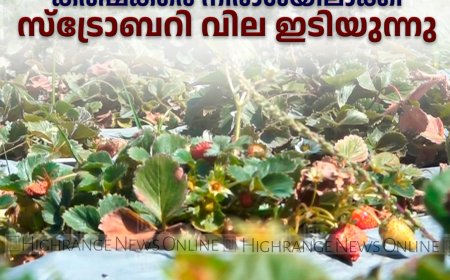 വട്ടവടയിലെ കര്‍ഷകരെ നിരാശയിലാക്കി സ്‌ട്രോബറി വില ഇടിയുന്നു 