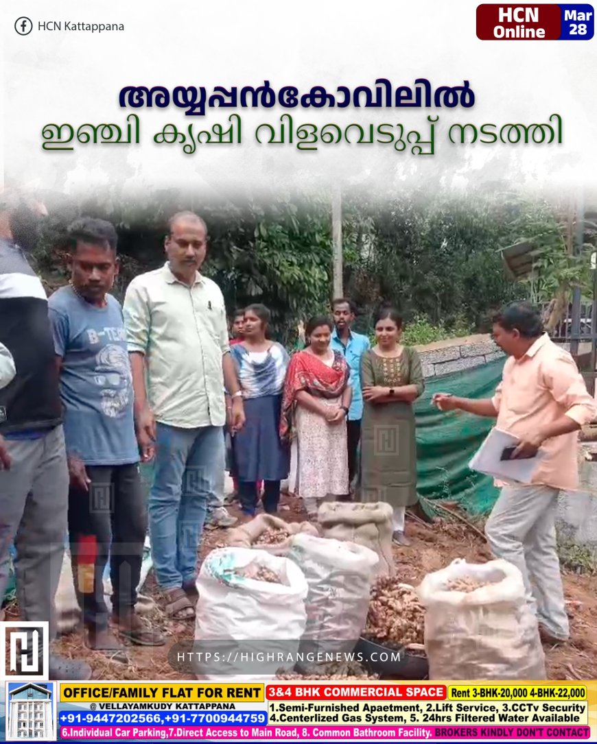 അയ്യപ്പന്കോവിലില് ഇഞ്ചി കൃഷി വിളവെടുപ്പ് നടത്തി