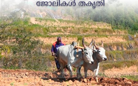 വേനല്‍മഴ എത്തി: വട്ടവടയിലെ കൃഷിയിടങ്ങളില്‍ ജോലികള്‍ തകൃതി 