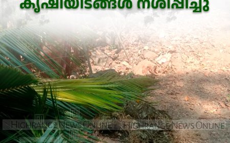 വെള്ളത്തൂവലില്‍ കാട്ടാനക്കൂട്ടം കൃഷിയിടങ്ങള്‍ നശിപ്പിച്ചു