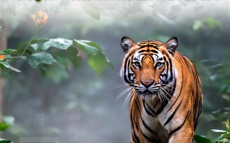 വട്ടവടയില്‍ മേയാന്‍വിട്ട പശു ചത്തനിലയില്‍: കടുവ കൊന്നതായി സംശയം