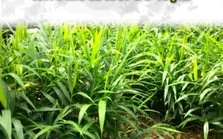 ഇഞ്ചി വില കൂപ്പുകുത്തി: കിലോയ്ക്ക് 30 രൂപ 