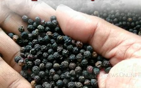 കറുത്ത പൊന്നിന് വില കുതിക്കുന്നു: കര്‍ഷകര്‍ക്ക് തിരിച്ചടിയായി ഉല്‍പ്പാദന കുറവ് 