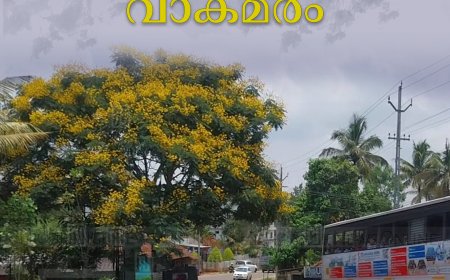 കട്ടപ്പന വെട്ടിക്കുഴക്കവലയില്‍ മഞ്ഞവസന്തം തീര്‍ത്ത് വാകമരം 