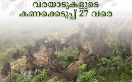 ഇരവികുളം ദേശീയോദ്യാനത്തില്‍ വരയാടുകളുടെ കണക്കെടുപ്പ് 27 വരെ 