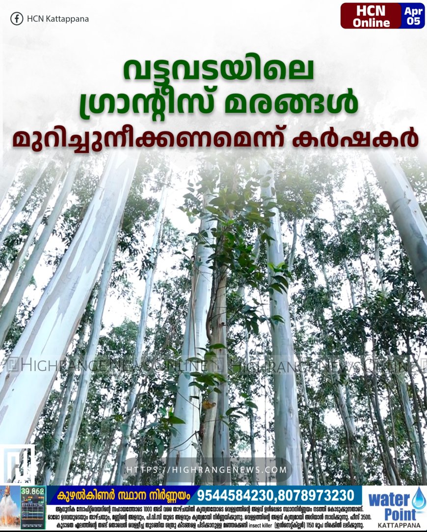 വട്ടവടയിലെ ഗ്രാന്റീസ് മരങ്ങള്‍ മുറിച്ചുനീക്കണമെന്ന്  കര്‍ഷകര്‍ 