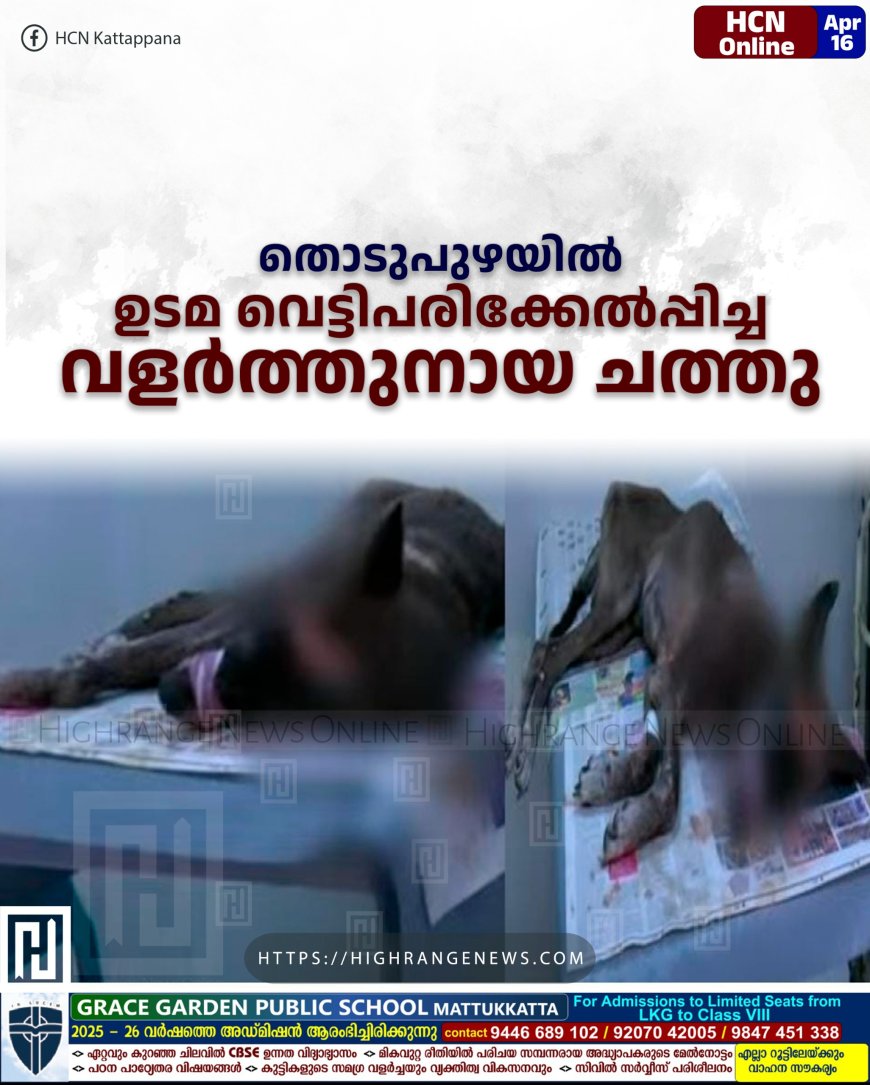 തൊടുപുഴയില്‍ ഉടമ വെട്ടിപരിക്കേല്‍പ്പിച്ച വളര്‍ത്തുനായ ചത്തു