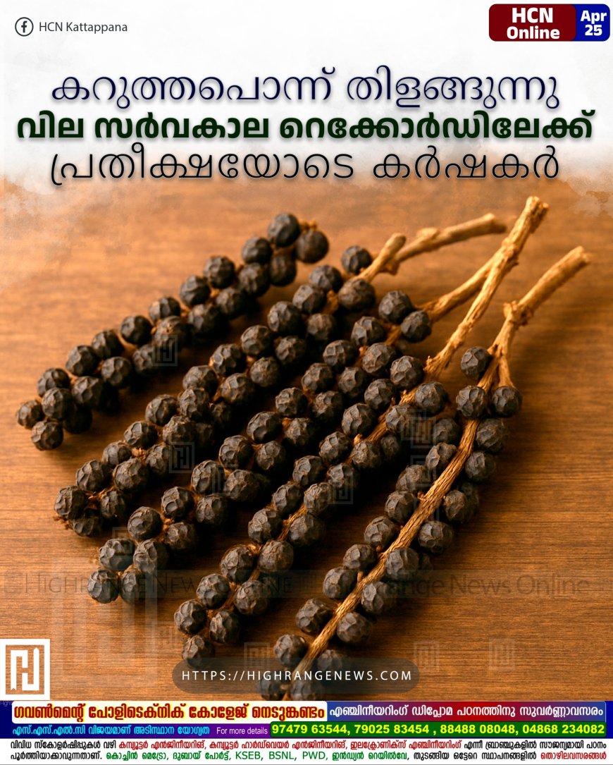 കറുത്തപൊന്ന് തിളങ്ങുന്നു: വില സര്വകാല റെക്കോര്ഡിലേക്ക്: പ്രതീക്ഷയോടെ കര്ഷകര്