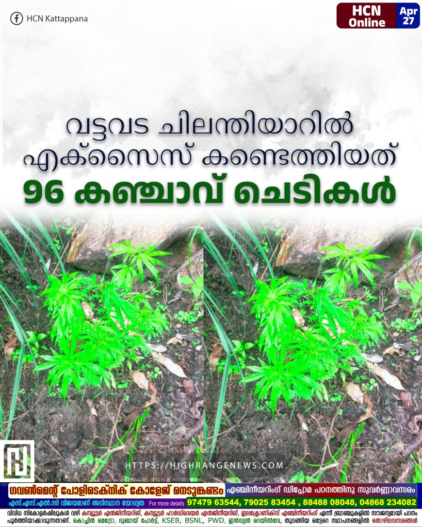 വട്ടവട ചിലന്തിയാറില് എക്സൈസ് കണ്ടെത്തിയത് 96 കഞ്ചാവ് ചെടികള്