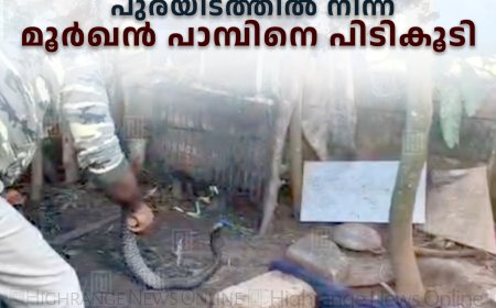 അടിമാലി മില്ലുംപടിയില്‍ പുരയിടത്തില്‍ നിന്ന് മൂര്‍ഖന്‍ പാമ്പിനെ പിടികൂടി 