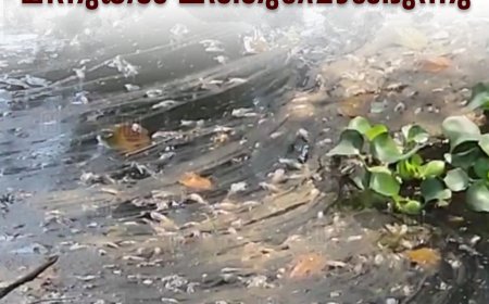 കട്ടപ്പനയാറില് മീനുകള് ചത്തുപൊങ്ങുന്നു