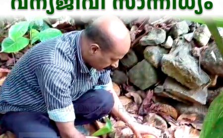 അടിമാലി മാങ്കടവ് മേഖലയില്‍ വന്യജീവി സാന്നിധ്യം 