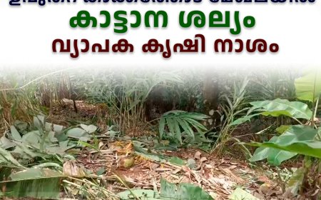 ഉപ്പുതറ കാക്കത്തോട് മേഖലയില്‍ കാട്ടാന ശല്യം: വ്യാപക കൃഷി നാശം 