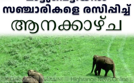 മാട്ടുപ്പെട്ടിയില്‍ സഞ്ചാരികളെ രസിപ്പിച്ച് ആനക്കാഴ്ച