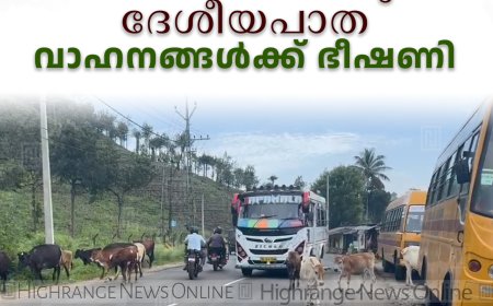 കാലികള്‍ മേയും ദേശീയപാത: വാഹനങ്ങള്‍ക്ക് ഭീഷണി