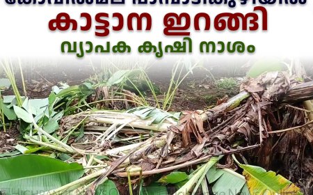 കോവില്‍മല പാമ്പാടികുഴിയില്‍ കാട്ടാന ഇറങ്ങി: വ്യാപക കൃഷി നാശം 