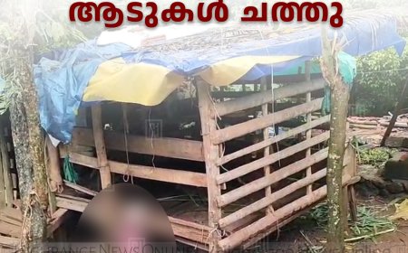 മുരിക്കാശേരിയില്‍ അജ്ഞാത ജീവിയുടെ ആക്രമണത്തില്‍ ആടുകള്‍ ചത്തു