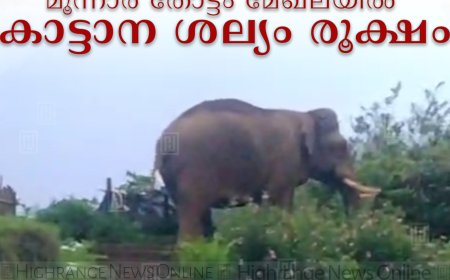 മൂന്നാര്‍ തോട്ടം മേഖലയില്‍ കാട്ടാന ശല്യം രൂക്ഷം