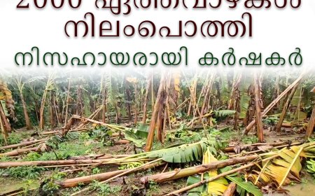 കാലവര്‍ഷം: അടിമാലിയില്‍ 2000 ഏത്തവാഴകള്‍ നിലംപൊത്തി: നിസഹായരായി കര്‍ഷകര്‍