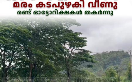 വണ്ടിപ്പെരിയാര് വാളാര്ഡി എച്ച്എംഎല് എസ്റ്റേറ്റ് ലയത്തിന് മുകളില് മരം കടപുഴകി വീണു: രണ്ട് ഓട്ടോറിക്ഷകള് തകര്ന്നു