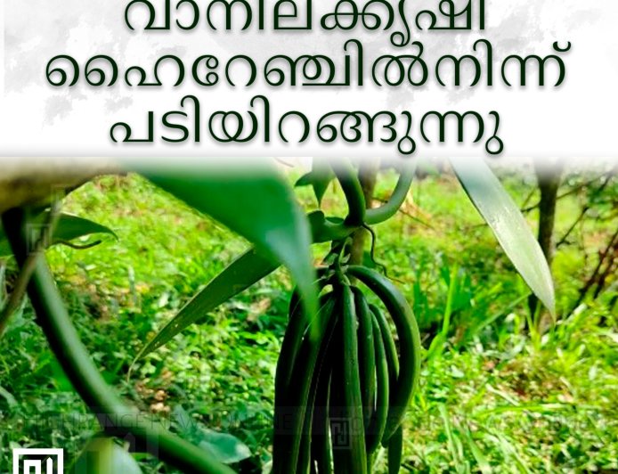 ഉല്‍പാദനക്കുറവ്: വാനിലക്കൃഷിയും ഹൈറേഞ്ചില്‍നിന്ന് പടിയിറങ്ങുന്നു