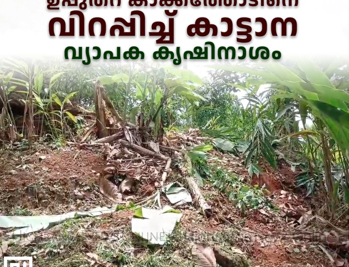 ഉപ്പുതറ കാക്കത്തോടിനെ വിറപ്പിച്ച് കാട്ടാന: വ്യാപക കൃഷിനാശം 