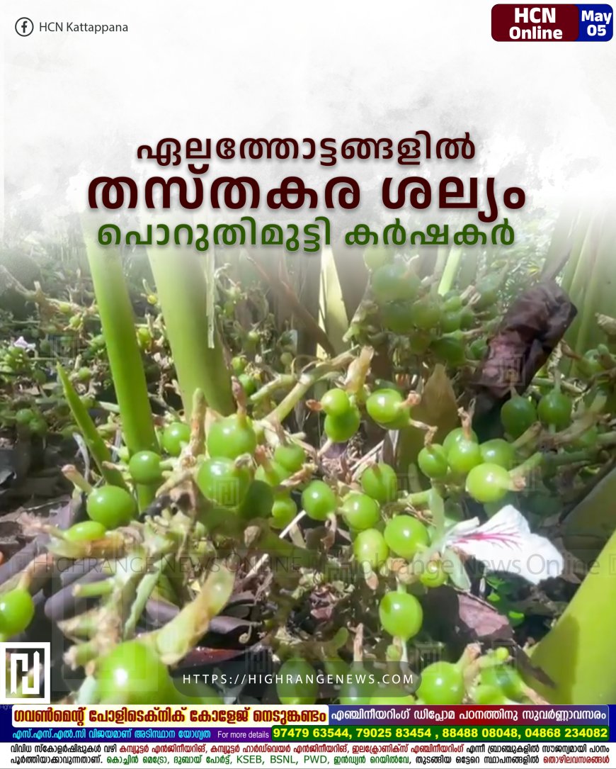 ഏലത്തോട്ടങ്ങളില് തസ്തകര ശല്യം: പൊറുതിമുട്ടി കര്ഷകര്