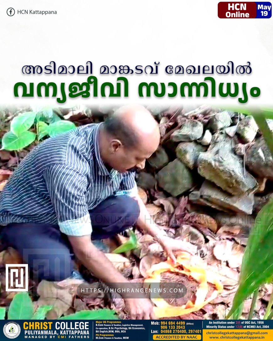 അടിമാലി മാങ്കടവ് മേഖലയില്‍ വന്യജീവി സാന്നിധ്യം 